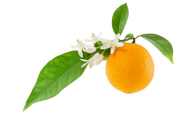 Скраб для лица Цветы Апельсина Orange Blossom Exfoliator, 50мл, Green People
